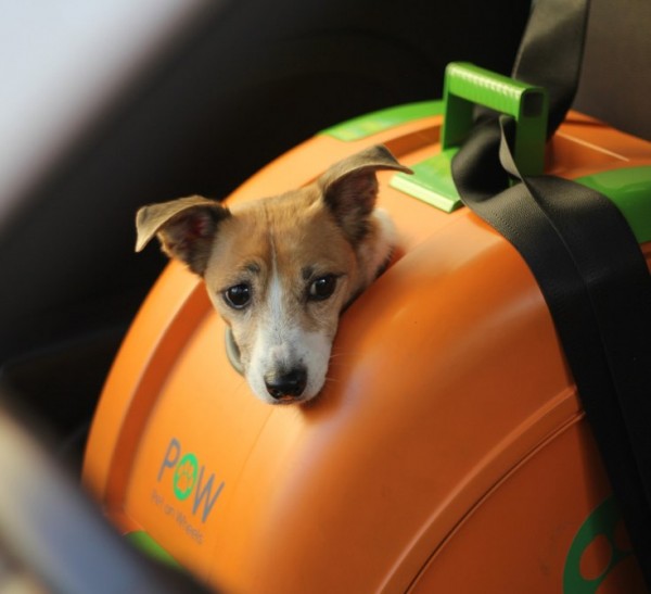 Pet On Wheels：让宠物乘坐两轮交通工具的出行变得更<span  style='background-color:Yellow;'>安全</span>
