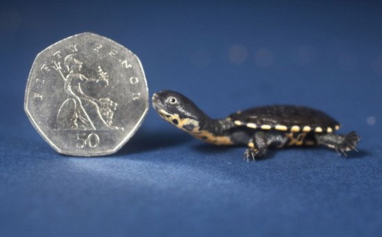 英水族馆发现稀有小海龟 不足一枚硬币大小